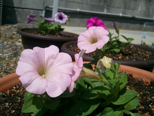 20110430100555.jpg