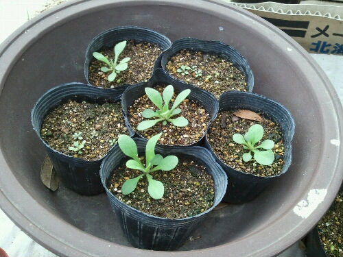 20110509084810.jpg