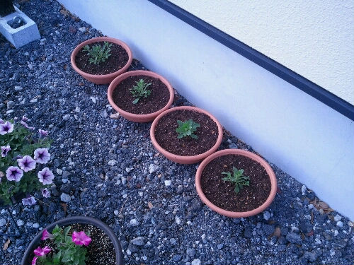 20110528113725.jpg