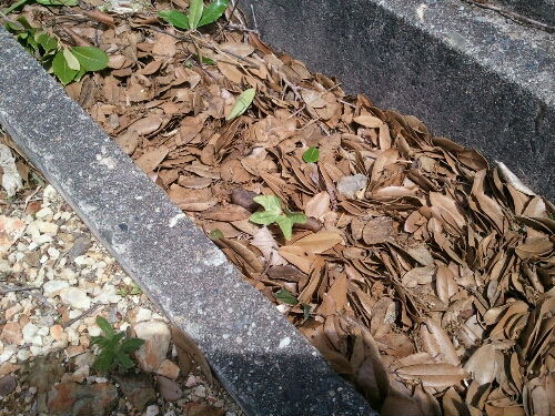 20110531082416.jpg